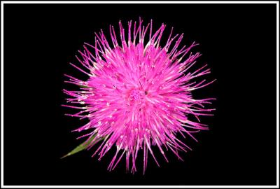 Pink Thistle *