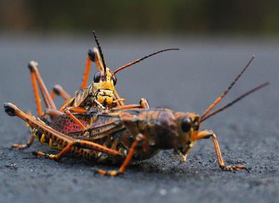 Mating on Hot asphalt *