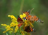A Bouquet of Butterflies
