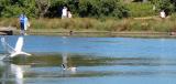 Ducks Away