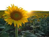 Love the Sun