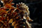Frosted Fern