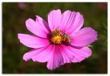 <b>worker bees *</b>