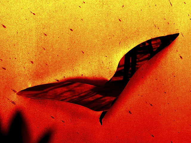 Winged Abstract