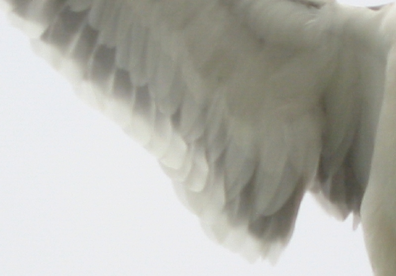 AN ANGEL ?