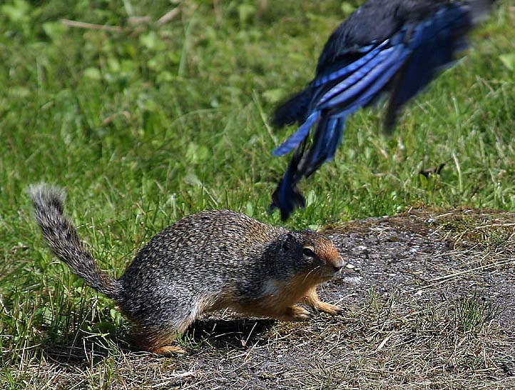 Chased into Flight