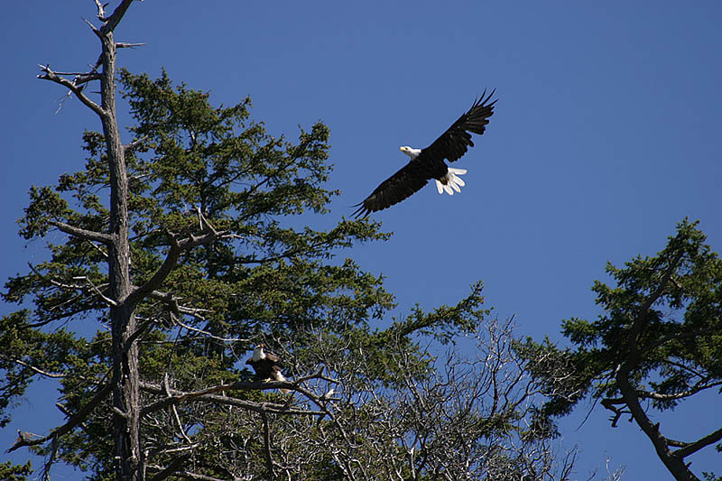 Bald Eagles