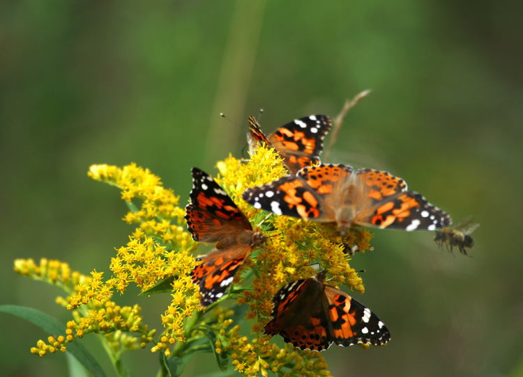 A Bouquet of Butterflies