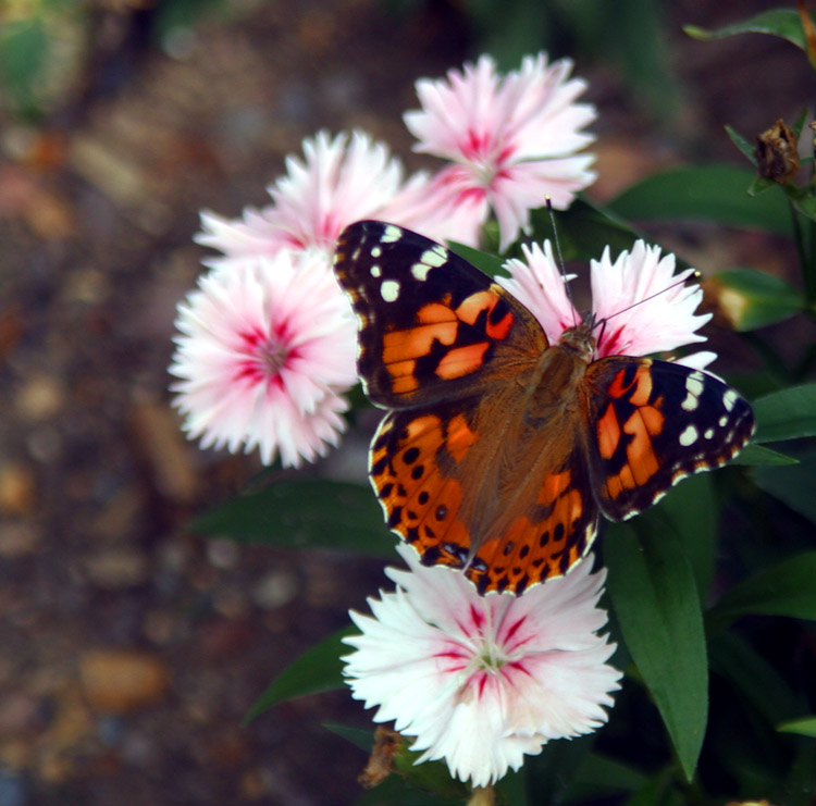 Monarch