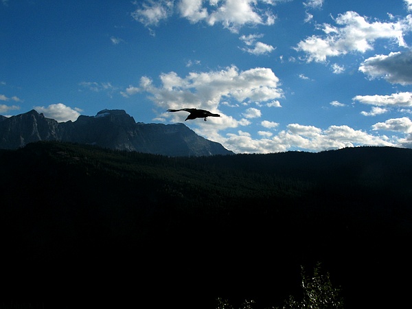 As the Crow flies
