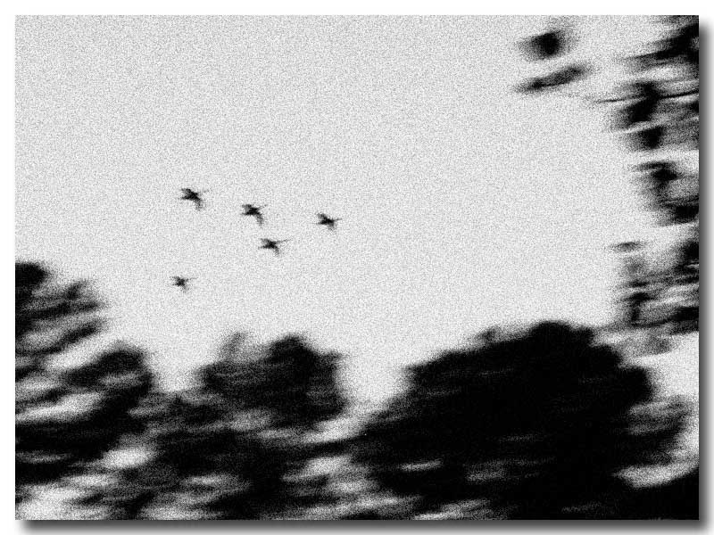 <b>Migration</B>