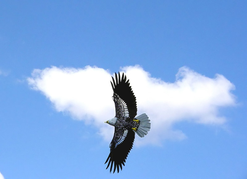 Freedom