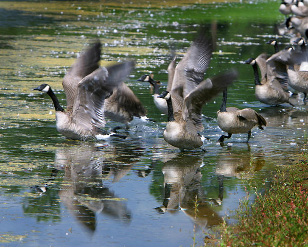 Goose Gone