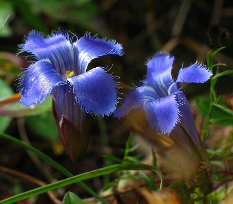 Fringed Gentian *