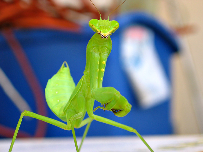 Praying Mantis *