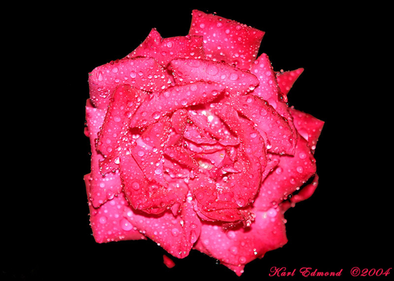 Pink on Black *