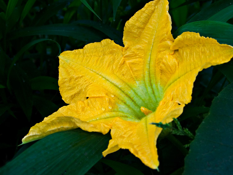 <b>Wild Cucurbita Flower</b> *