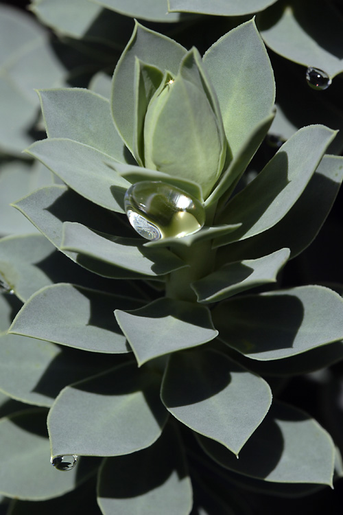 Captured Raindrop (*)