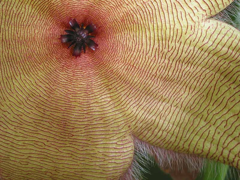 Cactus Flower (*)
