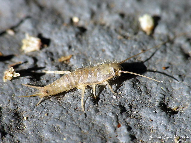 Firebrat