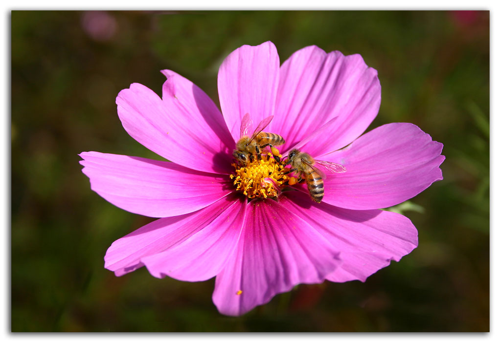 <b>worker bees *</b>
