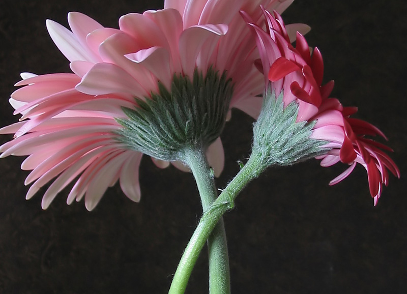 Daisy Dance *