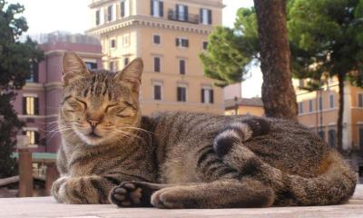 Outside the Cat Sanctuary