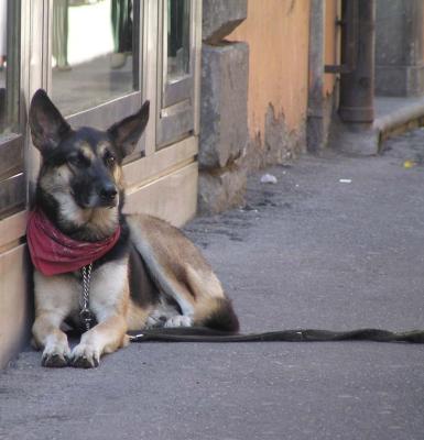 Roman dog