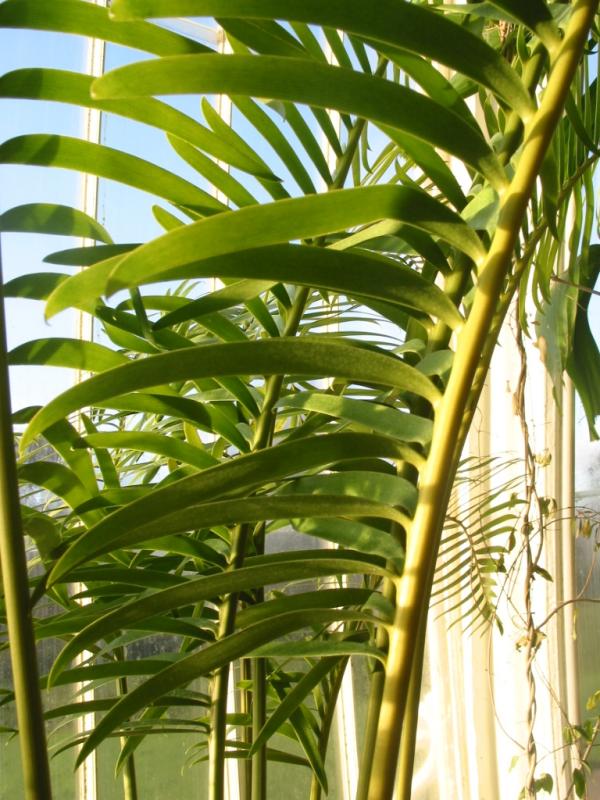 Lepidozamia hopei Pic 4