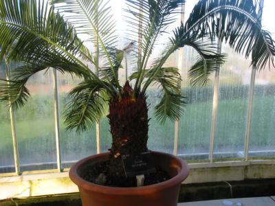Cycas taitungensis Pic 1
