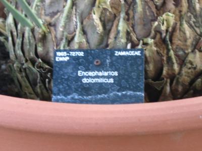 Encephalartos dolomiticus_002