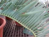 Encephalartos dolomiticus_004
