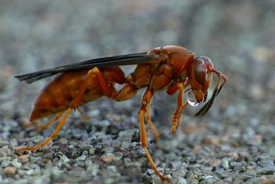 __hr_Wasp Drink.jpg