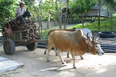 local transport