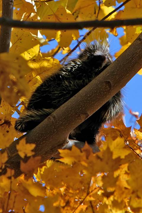 Porcupine