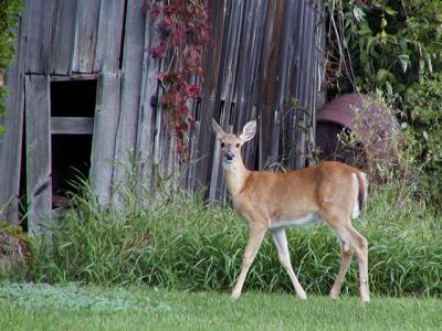 Barn and Fawn