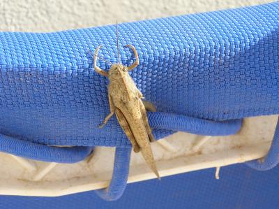 One of the Locals Enjoying the Lounger