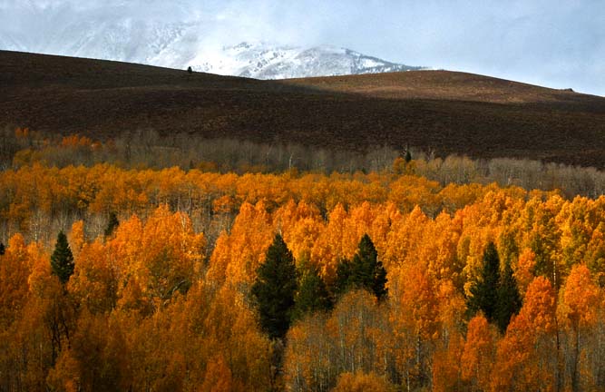 Aspens Near Conway Summit