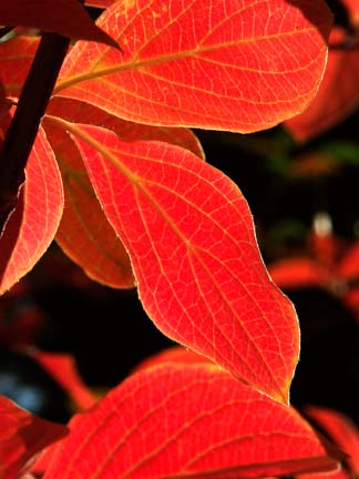 Backlit Dogwood
