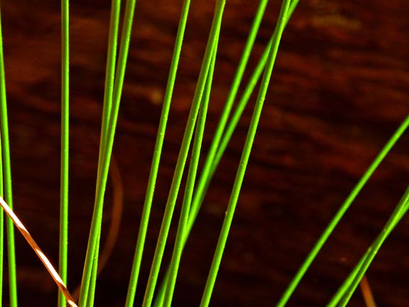 Green Pattern No. 4