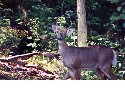 young_buck.jpg