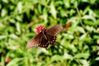 Butterfly2.JPG