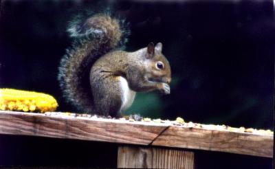 squirrel.bmp