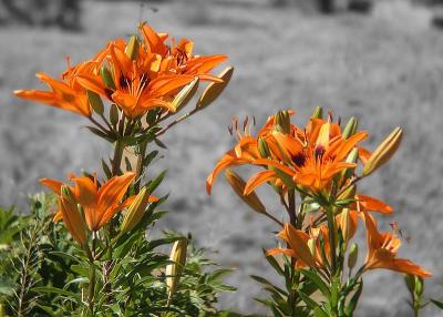 Lillies