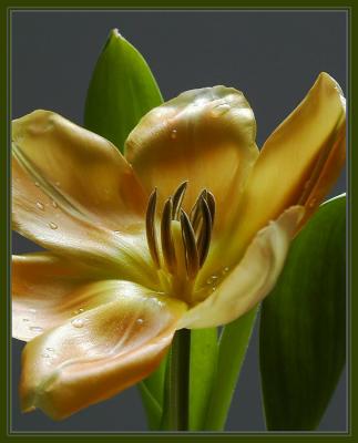 gold tulip with droplets and borders1.jpg