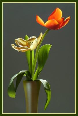 orange and gold tulips with border1.jpg