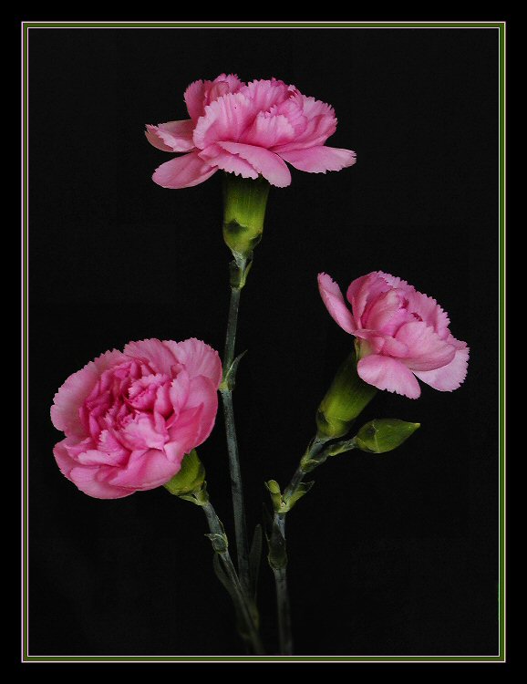 3 pink carnations with bordersssszzzz1.jpg