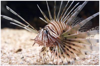 Turkey Lion Fish