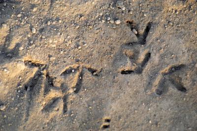 u33/deanne_123/medium/21342672.GRAFFITTI.jpg