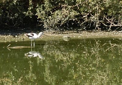 u33/deanne_123/medium/21344636.bird.jpg